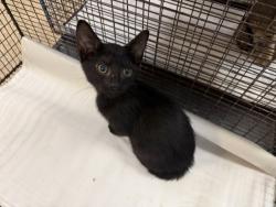 Shelter Stray Male Cat last seen Near BLOCK NW 30 ST, 3599 NW 79th Ave, Doral, FL 33122, USA