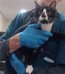 Shelter Stray Female Cat last seen Near BLOCK W BAYAUD AVE, DENVER CO 80223, 1241 W Bayaud Ave, Denver, CO 80223, USA