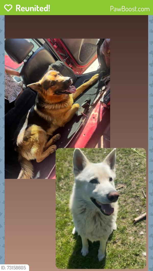 Reunited Male Dog last seen Near & 34 st sw, Edmonton, AB T6X 1A5