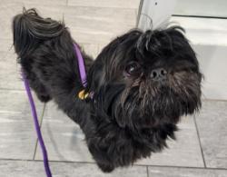 Shelter Stray Male Dog last seen Near BLOCK E MAXWELL PL, DENVER CO 80239, 2080 S Quebec St, Denver, CO 80231, USA