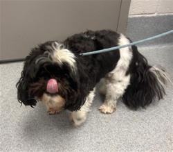 Shelter Stray Male Dog last seen Near, 2600 S Harding St, Indianapolis, IN 46221, USA