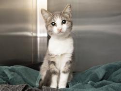 Shelter Stray Female Cat last seen UNKNOWN, 5501 E Van Buren St, Phoenix, AZ 85008, USA