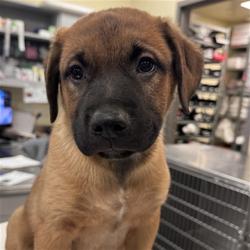 Shelter Stray Male Dog last seen N SANDERSON AVE /COMMONWEALTH AVE, HEMET, CA, 92545, 581 S Grand Ave, San Jacinto, CA 92582, USA