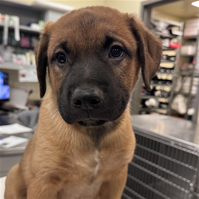 Shelter Stray Male Dog last seen N SANDERSON AVE /COMMONWEALTH AVE, HEMET, CA, 92545, 581 S Grand Ave, San Jacinto, CA 92582, USA