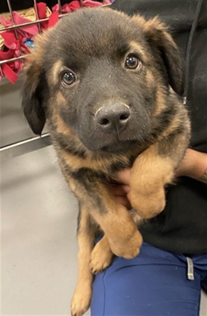 Shelter Stray Male Dog last seen N SANDERSON AVE /COMMONWEALTH AVE, HEMET, CA, 92545, 581 S Grand Ave, San Jacinto, CA 92582, USA