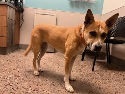 Shelter Stray Female Dog last seen W VAN BUREN AVE & N 43RD AVE, 5501 E Van Buren St, Phoenix, AZ 85008, USA