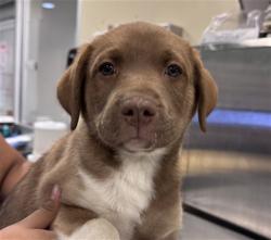 Shelter Stray Female Dog last seen N SANDERSON AVE /COMMONWEALTH AVE, HEMET, CA, 92545, 581 S Grand Ave, San Jacinto, CA 92582, USA