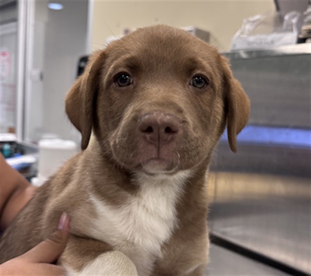 Shelter Stray Female Dog last seen N SANDERSON AVE /COMMONWEALTH AVE, HEMET, CA, 92545, 581 S Grand Ave, San Jacinto, CA 92582, USA