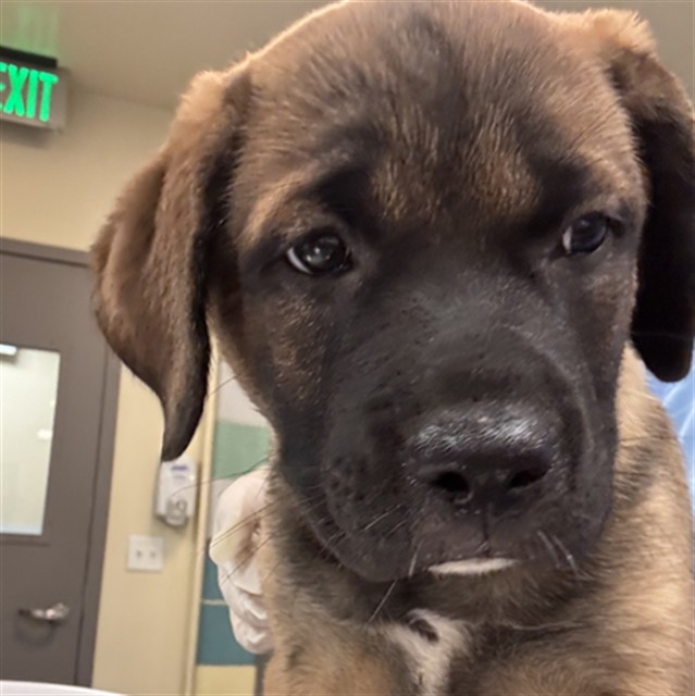 Shelter Stray Female Dog last seen N SANDERSON AVE /COMMONWEALTH AVE, HEMET, CA, 92545, 581 S Grand Ave, San Jacinto, CA 92582, USA
