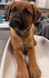 Shelter Stray Male Dog last seen N SANDERSON AVE /COMMONWEALTH AVE, HEMET, CA, 92545, 581 S Grand Ave, San Jacinto, CA 92582, USA