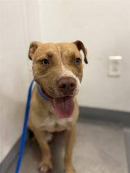 Shelter Stray Female Dog last seen LYON AND DEVONSHIRE, HEMET CITY, 581 S Grand Ave, San Jacinto, CA 92582, USA
