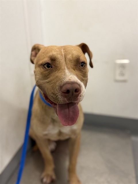 Shelter Stray Female Dog last seen LYON AND DEVONSHIRE, HEMET CITY, 581 S Grand Ave, San Jacinto, CA 92582, USA