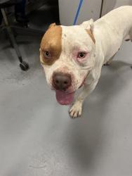 Shelter Stray Male Dog last seen LYON AND DEVONSHIRE, HEMET CITY, 581 S Grand Ave, San Jacinto, CA 92582, USA