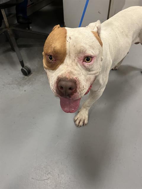 Shelter Stray Male Dog last seen LYON AND DEVONSHIRE, HEMET CITY, 581 S Grand Ave, San Jacinto, CA 92582, USA