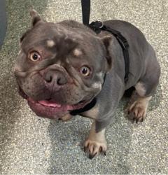Reunited Male Dog last seen San Dimas Ave, 6th St., San Dimas, CA 91773