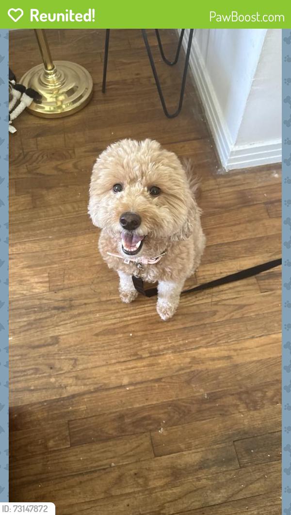Reunited Female Dog last seen College st, Lewisville, TX 75057