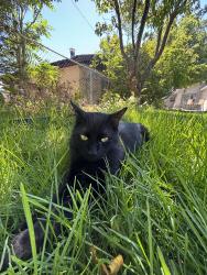 Lost Male Cat last seen Sam’s Club, Albuquerque, NM 87123