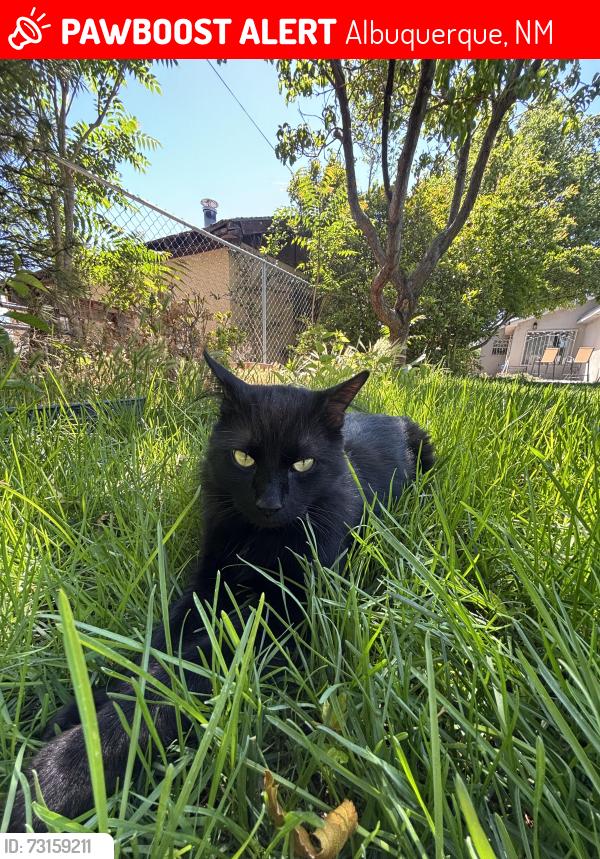 Lost Male Cat last seen Sam’s Club, Albuquerque, NM 87123