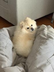 Lost Male Dog last seen last seen at 8692 masters st in elk grove, Elk Grove, CA 95758