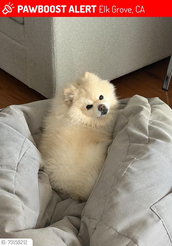 Lost Male Dog last seen last seen at 8692 masters st in elk grove, Elk Grove, CA 95758