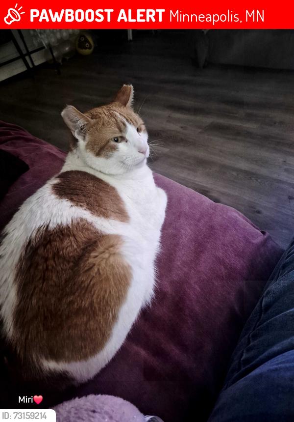 Lost Male Cat last seen Near 5th Ave s Bloomington MN 55420, Minneapolis, MN 55420