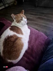 Lost Male Cat last seen Near 5th Ave s Bloomington MN 55420, Minneapolis, MN 55420