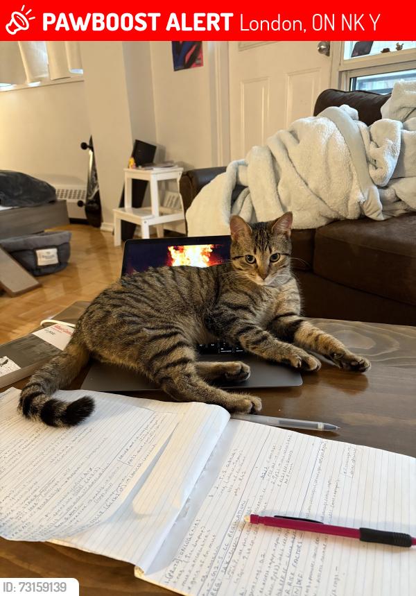 Lost Male Cat last seen Wonderland & Comissioners / Springbank area, London, ON N6K 3Y2