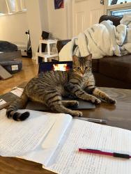 Lost Male Cat last seen Wonderland & Comissioners / Springbank area, London, ON N6K 3Y2