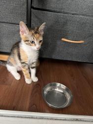 Reunited Female Cat last seen Swan Street, Westminster, CA 92683