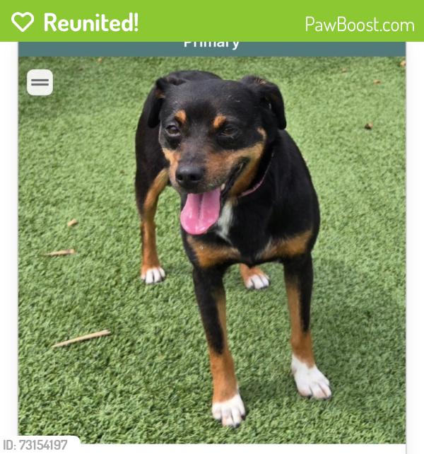Reunited Female Dog last seen Camp Jordan, East Ridge, TN 37412