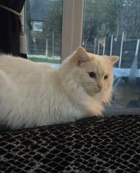 Reunited Female Cat last seen Baguley Park, Wythenshawe, England M23 1NB
