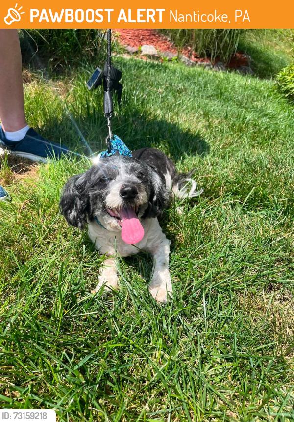Found/Stray Female Dog last seen Center Street, Nanticoke, PA 18634