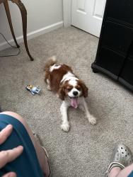 Found/Stray Male Dog last seen Loudenslager Dr and Campbells Station Pkwy, Thompson's Station, TN 37179