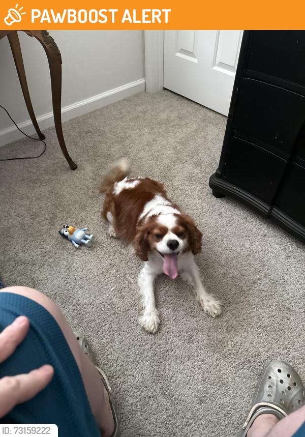 Found/Stray Male Dog last seen Loudenslager Dr and Campbells Station Pkwy, Thompson's Station, TN 37179