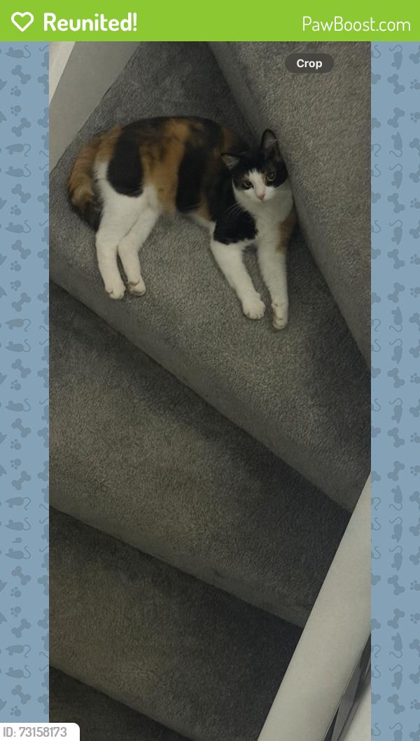 Reunited Female Cat last seen Heathfarm Partington, Partington, England 