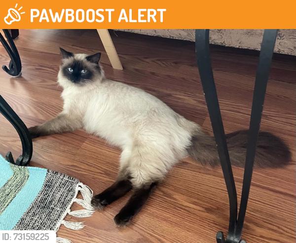 Found/Stray Male Cat last seen Clarendon Drive and Ardmore Drive, Round Lake Beach, IL 60073