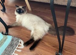 Found/Stray Male Cat last seen Clarendon Drive and Ardmore Drive, Round Lake Beach, IL 60073