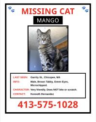 Reunited Male Cat last seen Garrity St, Chicopee, MA 01020
