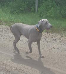 Reunited Unknown Dog last seen Devils lake area, Lac Ste. Anne County, AB 
