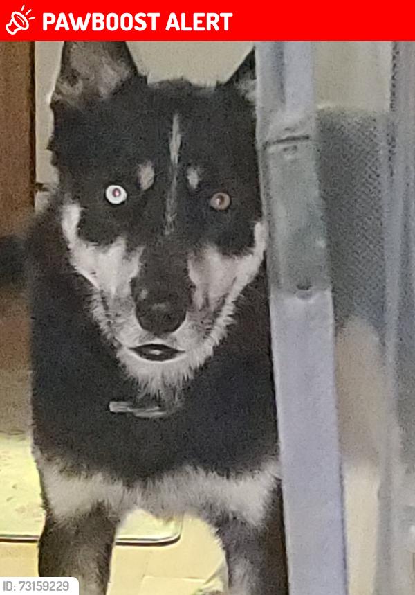 Lost Male Dog last seen East romaine, Jefferson County, MO 63049