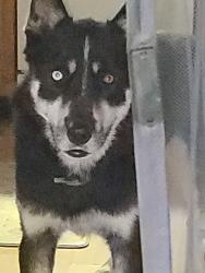 Lost Male Dog last seen East romaine, Jefferson County, MO 63049