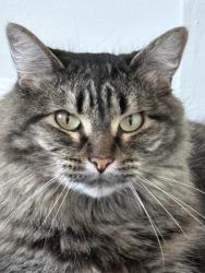 Reunited Female Cat last seen franklin and n normandie, Los Angeles, CA 90027