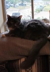 Reunited Male Cat last seen Housman Street, Houston, ヒューストン, TX 77055