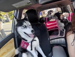 Reunited Male Dog last seen Stephanie Place, Oceanside, CA 92057