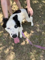 Reunited Male Dog last seen Airport Rd. and Dexter Pl., Monroe, NC 28110