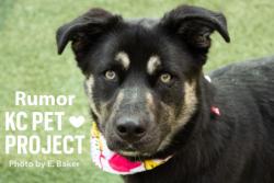 Shelter Stray Female Dog last seen Near NE 53rd Terrace, 64119, MO, 7077 Elmwood Ave, Kansas City, MO 64132, USA