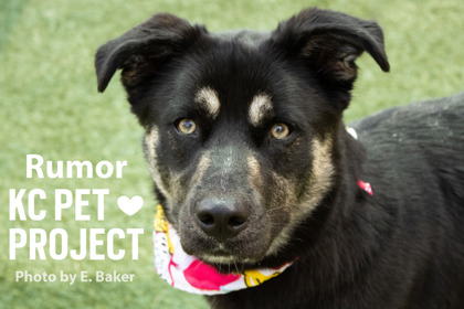 Shelter Stray Female Dog last seen Near NE 53rd Terrace, 64119, MO, 7077 Elmwood Ave, Kansas City, MO 64132, USA