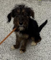 Shelter Stray Female Dog last seen Near Belmont, 64132, MO, 7077 Elmwood Ave, Kansas City, MO 64132, USA