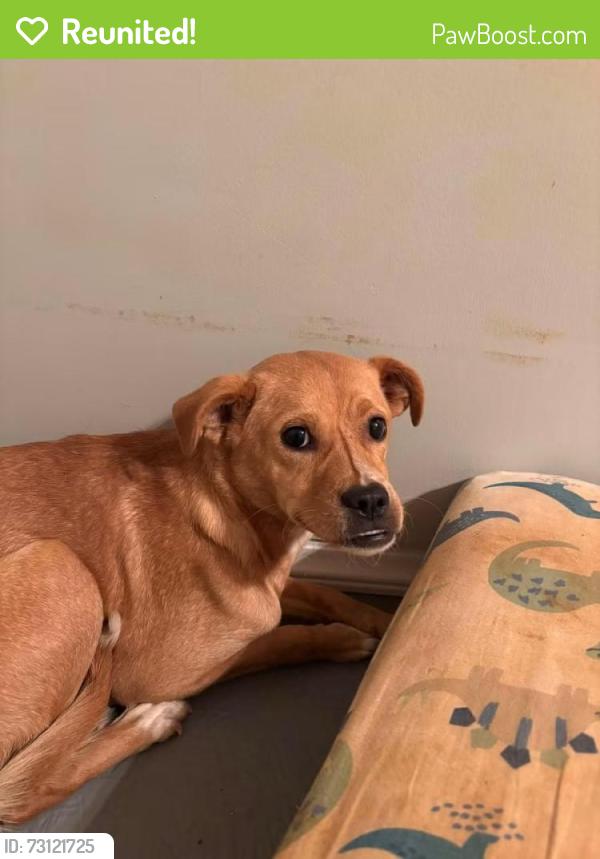 Reunited Female Dog last seen Karns Animal Clinic, Karns, TN 37931