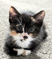 Shelter Stray Female Cat last seen N College Ave, Kansas City, MO 64156, 64156, MO, 7077 Elmwood Ave, Kansas City, MO 64132, USA